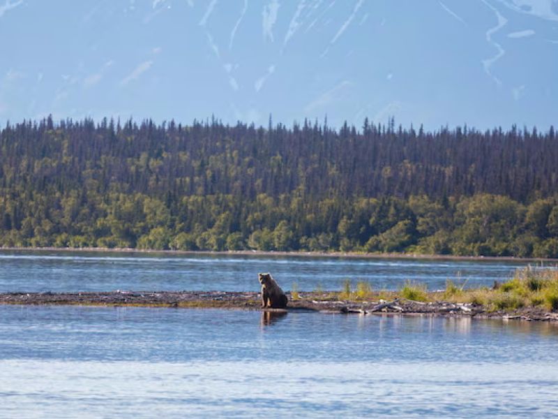 Meet the local bears Finland Arctic Wilderness Canoe Expedition