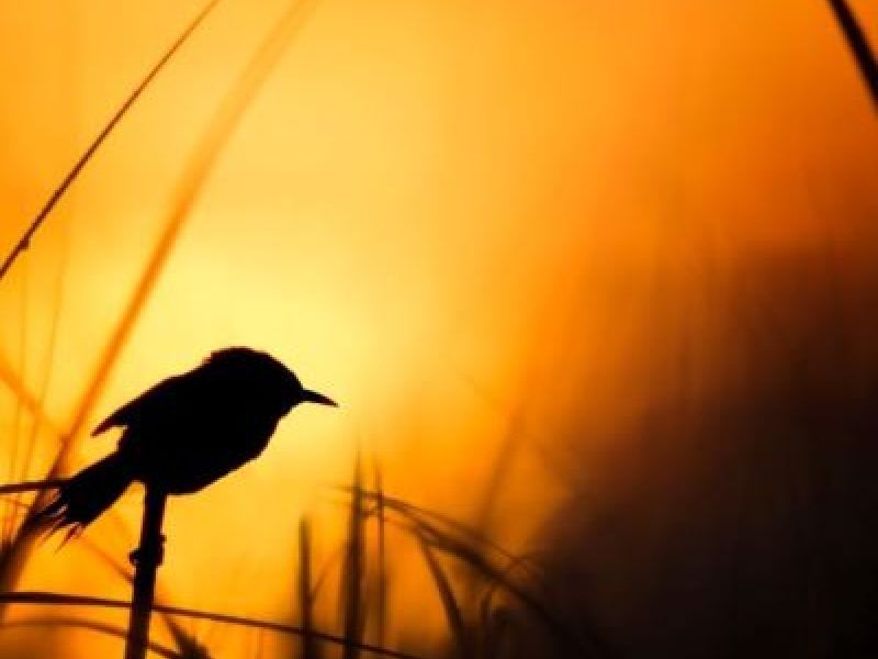 Sunrise Paddle bird