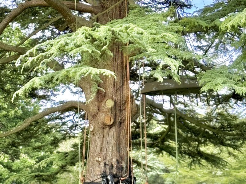 Tree Climbing Activities at the Adventure Village