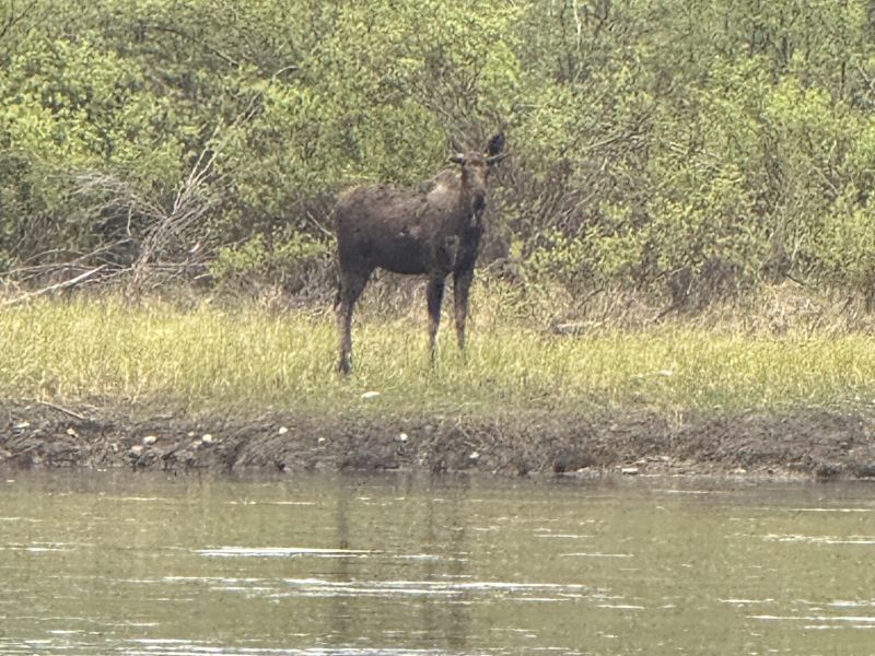 Moose and other incredible wildlife