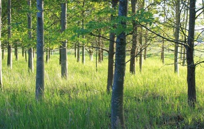 Going Wild Itinerary for Forest of Martson Vale Event