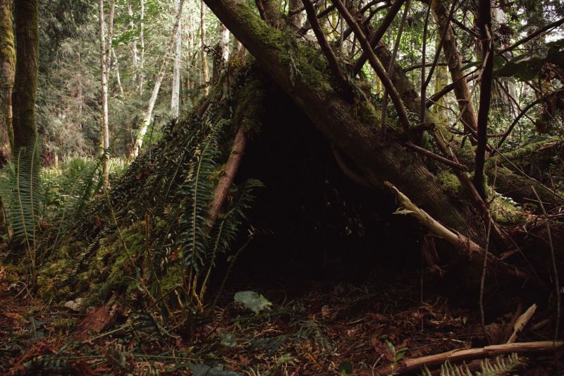 woodland shelter under tree